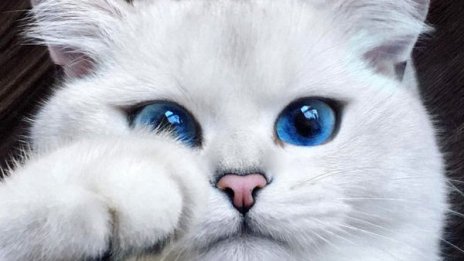 Синеока котка покори интернет