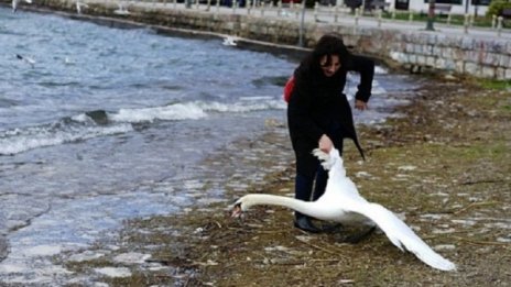 Македонската полиция дири нашенката с лебеда