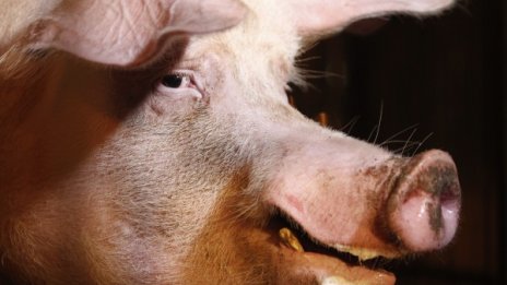 Германия: Не бива да се забранява свинското у нас