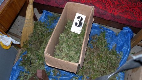 Разбиха домашни наркооранжерии в София