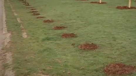 Всичко се краде! Даже и дръвчета...