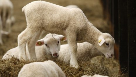 BG агнешкото &ndash; био и по 17 лв., другото &ndash; румънско, замразено...