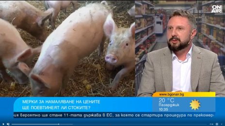 40&euro; загуба за прасе: Свиневъдите у нас продават под себестойността