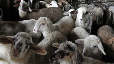 Разкриха кражба на 50 агнета от животновъден комплекс в Сливен