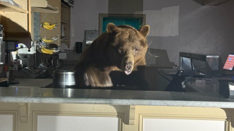 Мечка влезе в заведение в Калифорния, за да си похапне ягодов сладолед СНИМКИ