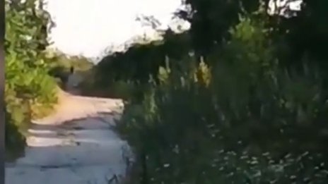Поставят фотокапани за леопарда до жилищни райони