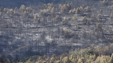 След горския пожар: Засаждат 3000 фиданки в Пирин