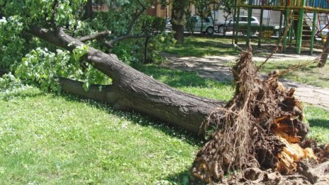 Вятърът събори 2 дървета в Пловдив &ndash; няма жертви