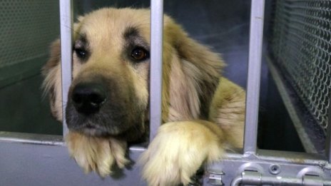 Само за година: 200 случая на жестокост над животни