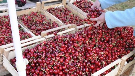 Студът вдига цените на черешите, ябълките, прасковите...