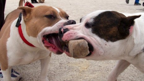 Питбули нахапаха двама души в Казанлък