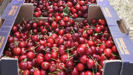 Ранните череши ги изкупуват за 4 - 5 лева килото