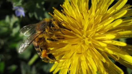 Утре ще е предимно слънчево, но може да превали