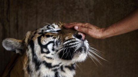 Храмът на тигрите... където най-лошото е да си тигър! (16+)