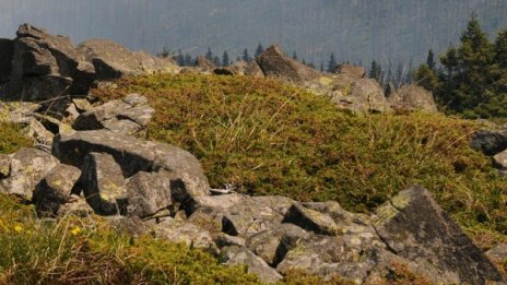 Цяла нощ спасяваха туристка в Стара планина