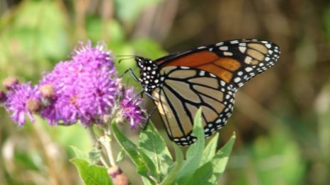 Знаете ли, че... Антарктида е единственият континент, на който няма пеперуди?