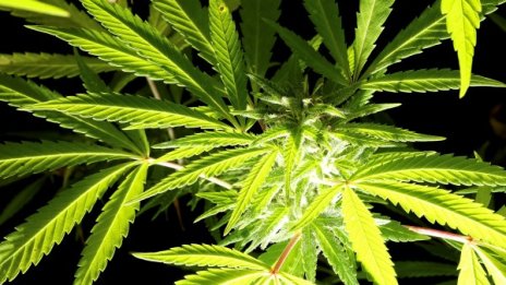 Откриха цяла нива с канабис край Сандански