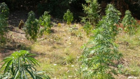 Полицаи откриха 4 ниви с канабис в Пловдивско