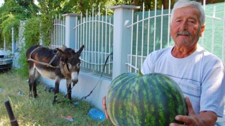 44 г. в занаята: Бай Гошо и неговите дини