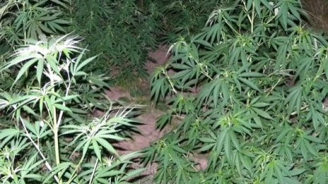 Хванаха 11 кг марихуана на "Капитан Андреево"