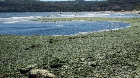 Гъста мрежа от водорасли спъва туристите в Бургас