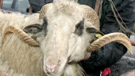 Овен цопна в шахта, вадиха го с лебедка 