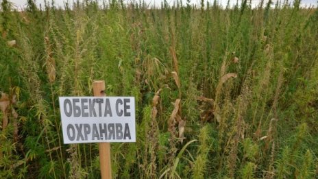 Спипаха 2 кила кокаин и стотици кг канабис