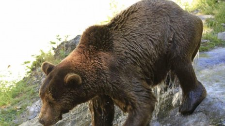 Прогонени мечета тийнейджъри слизат близо до селата 