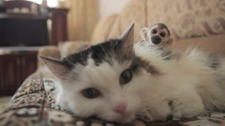 Котката Росинка "осинови" малкото маймунче Фьодор