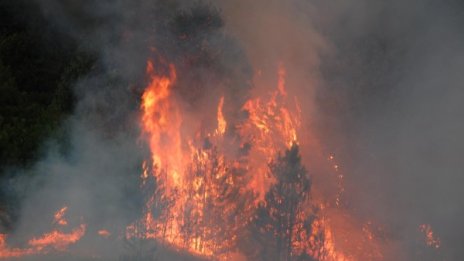 Пожар изпепели 50 декара гора край Балчик