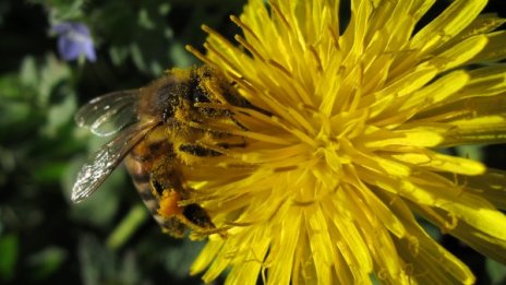 2 от 27: Установиха фалшив мед на пазара