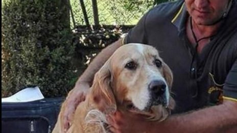 Ромео &ndash; ретривърът, оцелял 9 дена под руините в Аматриче