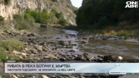 Тиня задръсти река Ботуня, всичката риба е мъртва!