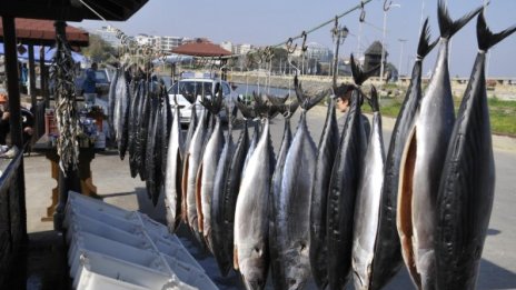 Наслука за рибарите: Морето ври от паламуд
