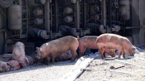 Издирват се: 30 безследно изчезнали... прасета