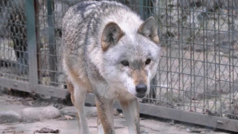 Вълци сноват и изяждат дивеча в Смолянско