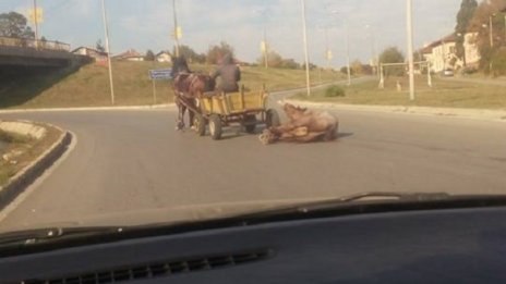 Влаченият в Перник кон е добре, бил паднал за малко