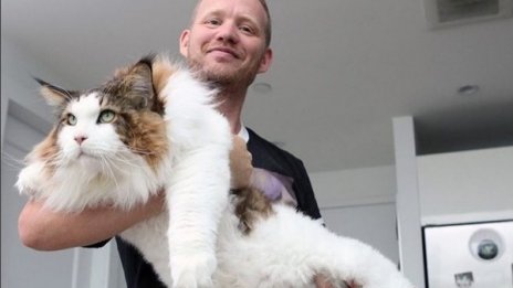 Най-големият котарак в Ню Йорк обича да гони... пръчка 