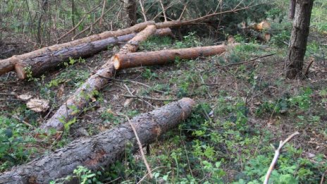 Нарушители нападнаха горски инспектори  край Карлово