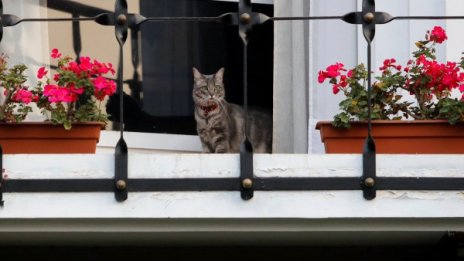 Поглезете котката, вече има силиконов език за "близане"