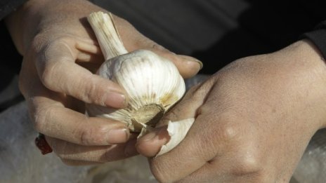 Родният селски чесън с рекордна цена – заради китайския!