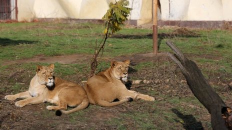 Софийският зоопарк &ndash; джунгла за едни ?9 млн.