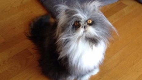 Нетът завря! Котка или куче: Що е то?