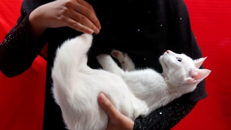 Мяу! Най-скъпата котешка храна е с хайвер и омари