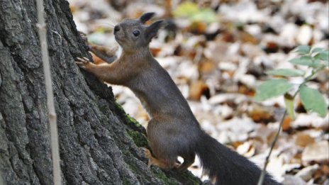 Времето в сряда: Сутрин мъгливо, после облачно