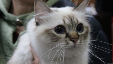 Котешкият език – съвършената четка за коса