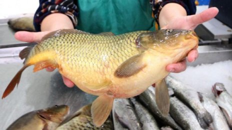 Никулден иде, Коледа &ndash; също: Инспектори проверяват храните