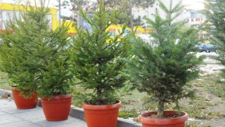 Елхички с ябълки за животните от зоопарка в Добрич
