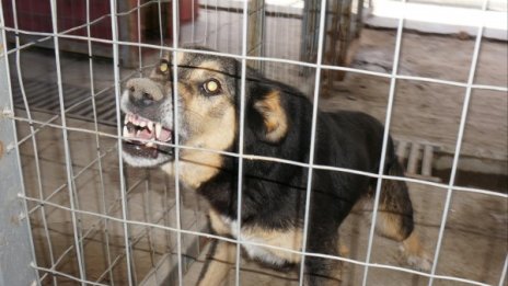 Опасност на 4 лапи: Бездомни кучета нападнаха майка 