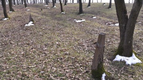 Арестуваха седмина за незаконна сеч в Брезнишко
